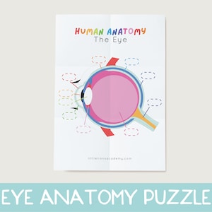 Eye Anatomy Kids Printable, Human Anatomy Activity, Preschool Science, Busy book science page, My body activity, Busybook Science