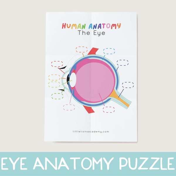 Eye Anatomy Kids Printable, Human Anatomy Activity, Preschool Science, Busy book science page, My body activity, Busybook Science