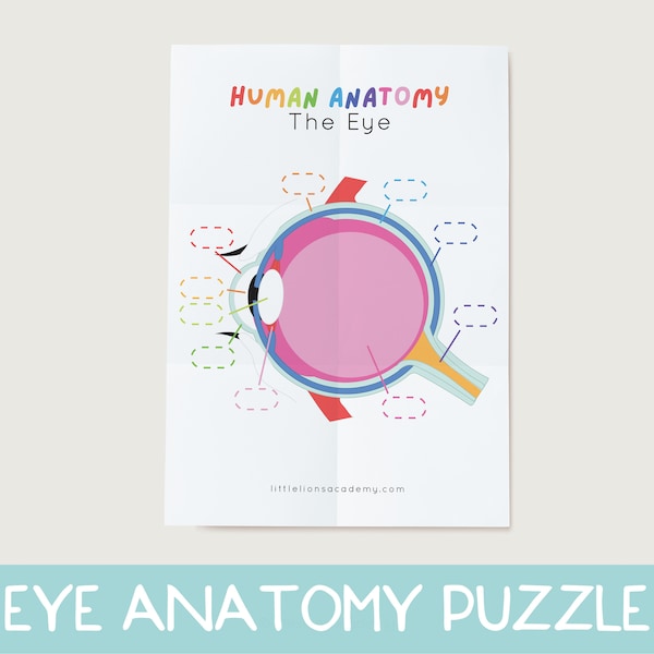 Human Anatomy Busy Book Printable Preschool Worksheets Etsy Nederland