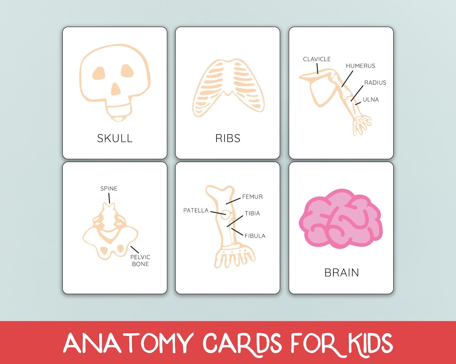 Human Anatomy Flash Cards Brain Anatomy Homeschool Etsy Canada