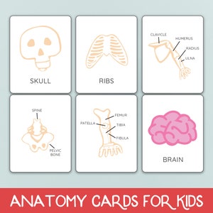 Human Anatomy Flash Cards, Brain Anatomy, Homeschool Curriculum, Heart ...