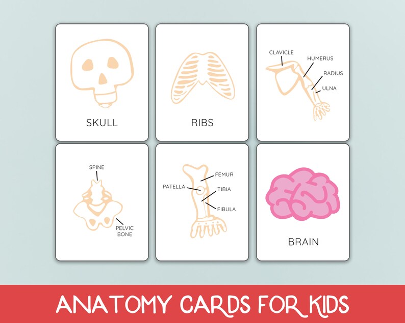 Human Anatomy Flash Cards Brain Anatomy Homeschool Etsy Canada
