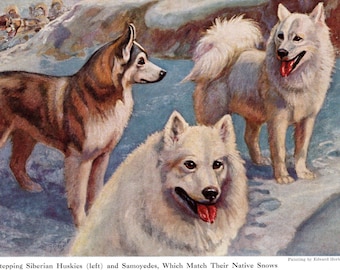Siberian Husky and Samoyed - 1941 Color Dog Art Print - CUSTOM MATTED / 1241