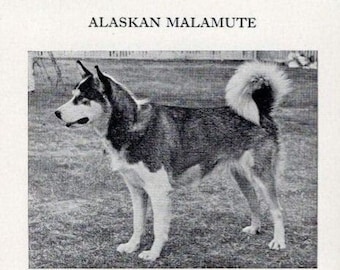 Alaskan Malamute - Custom Matted - 1966 Vintage Dog Art Photo Print - GIFT