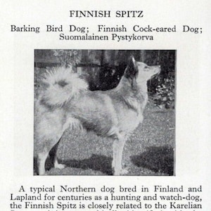 Finnish Spitz - Custom Matted - 1966 Vintage Dog Art Photo Print - GIFT