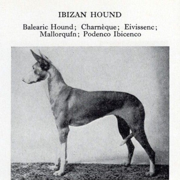 Ibizan Hound | Podenco - Custom Matted - 1966 Vintage Dog Art Photo Print - GIFT