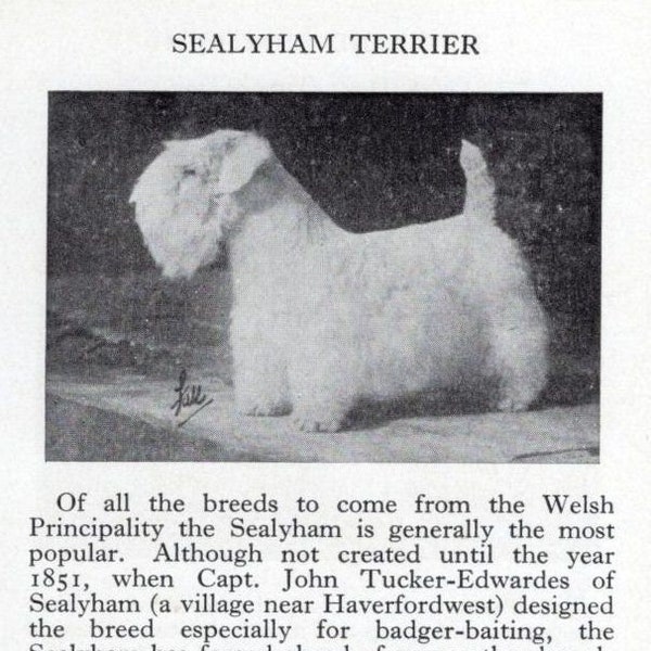 Sealyham Terrier - Custom Matted - 1966 Vintage Dog Art Photo Print - GIFT