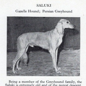 Saluki | Persian Greyhound | Gazelle - Custom Matted - 1966 Vintage Dog Art Photo Print - GIFT