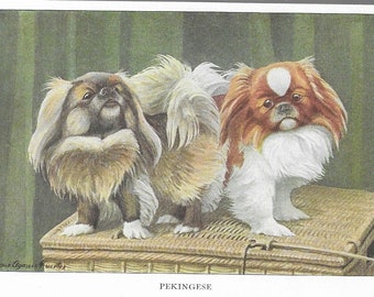 May include: An illustration of two Pekingese dogs. The dog on the left has a dark brown and tan coat, while the dog on the right has a red and white coat. They are sitting on a woven basket. The word "PEKINGESE" is written below.