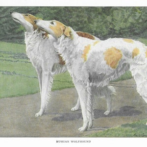 Borzoi | Russian Wolfhound - CUSTOM MATTED - 1927 Color Dog Art Print