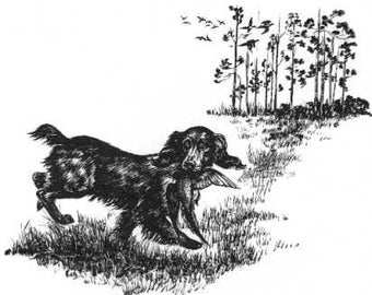 Boykin Spaniel Print - 8&quot; x 10&quot; CUSTOM MATTED - 1964 Antique Dog Print by Raymond Pease - Gallery Gift for Collectors, Birthday, Dog Lovers