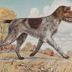 May include: A vintage illustration of a Wirehaired Pointing Griffon dog in a field. The dog has a brown head and a brown patch on its back, with a gray and white body. The background features trees, grass, and a cloudy sky.