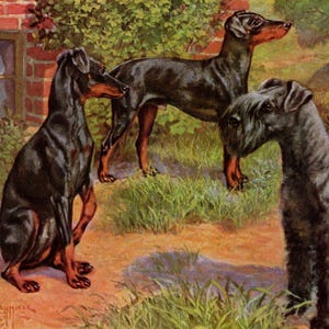 May include: An illustration of three dogs in a garden setting. Two Doberman Pinschers with black coats and brown markings stand near a black terrier. The dogs are in a grassy area with a brick building and foliage in the background.