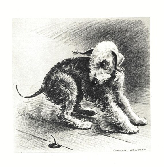 bedlington terrier matted fur