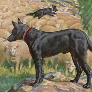 May include: Vintage illustration of a black dog with a red collar standing in front of a flock of sheep. Another dog is herding the sheep in the background. The artwork has a pastoral theme.