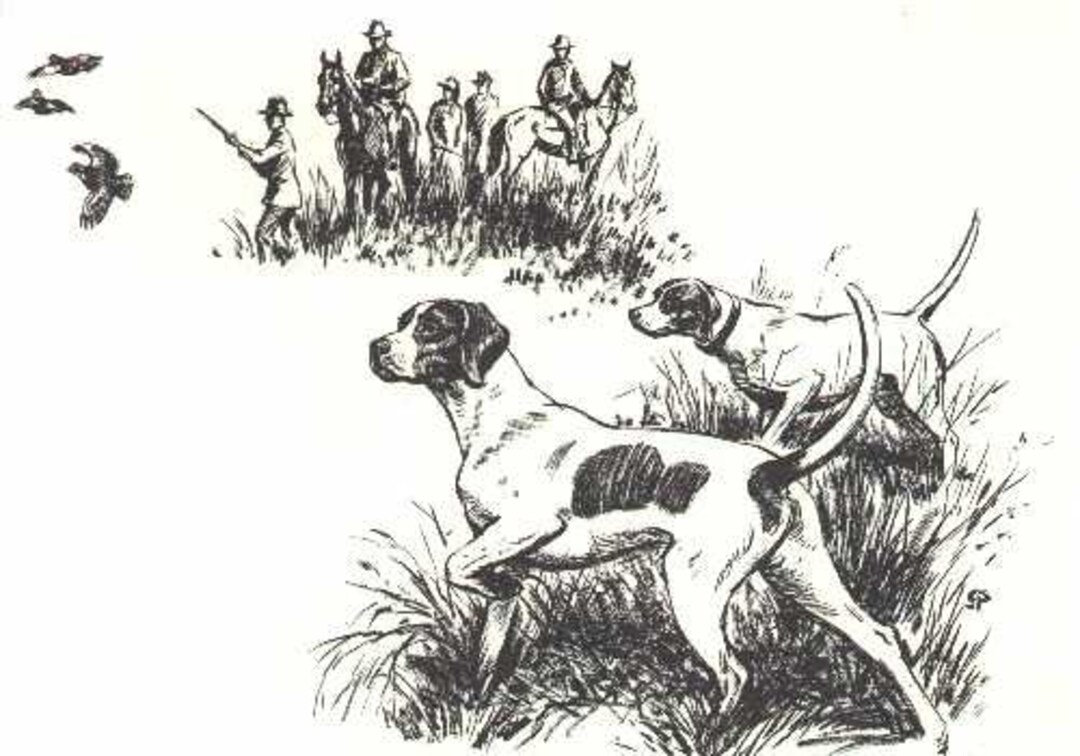 Pointer Print - 8" X 10" CUSTOM MATTED - 1964 Antique Dog Print by ...