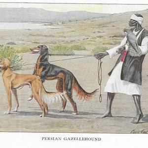 Vintage Saluki | Persian Gazellehound - CUSTOM MATTED - 1927 Dog Art Print Gift