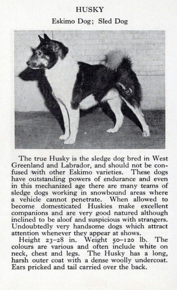 Severely Matted Dog Matted Husky Fur Matted Hair In Dogs – How To