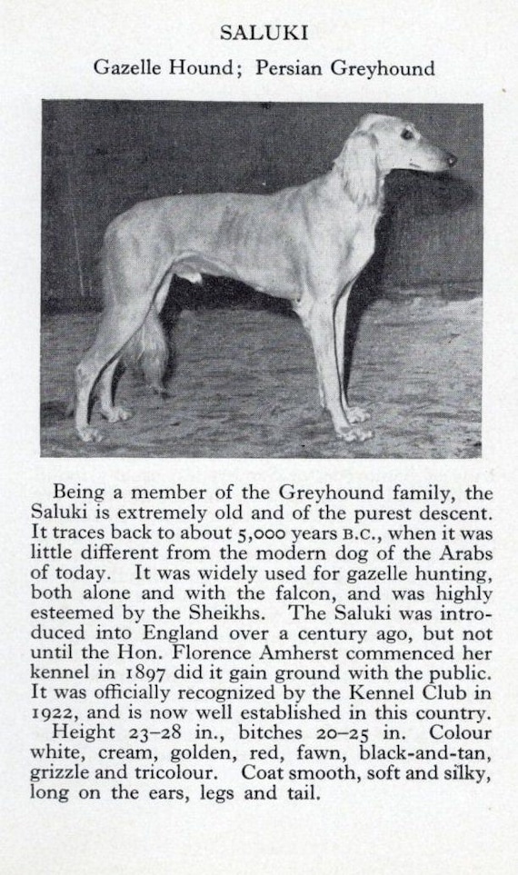 Saluki Persian Greyhound Gazelle Custom Matted 1966