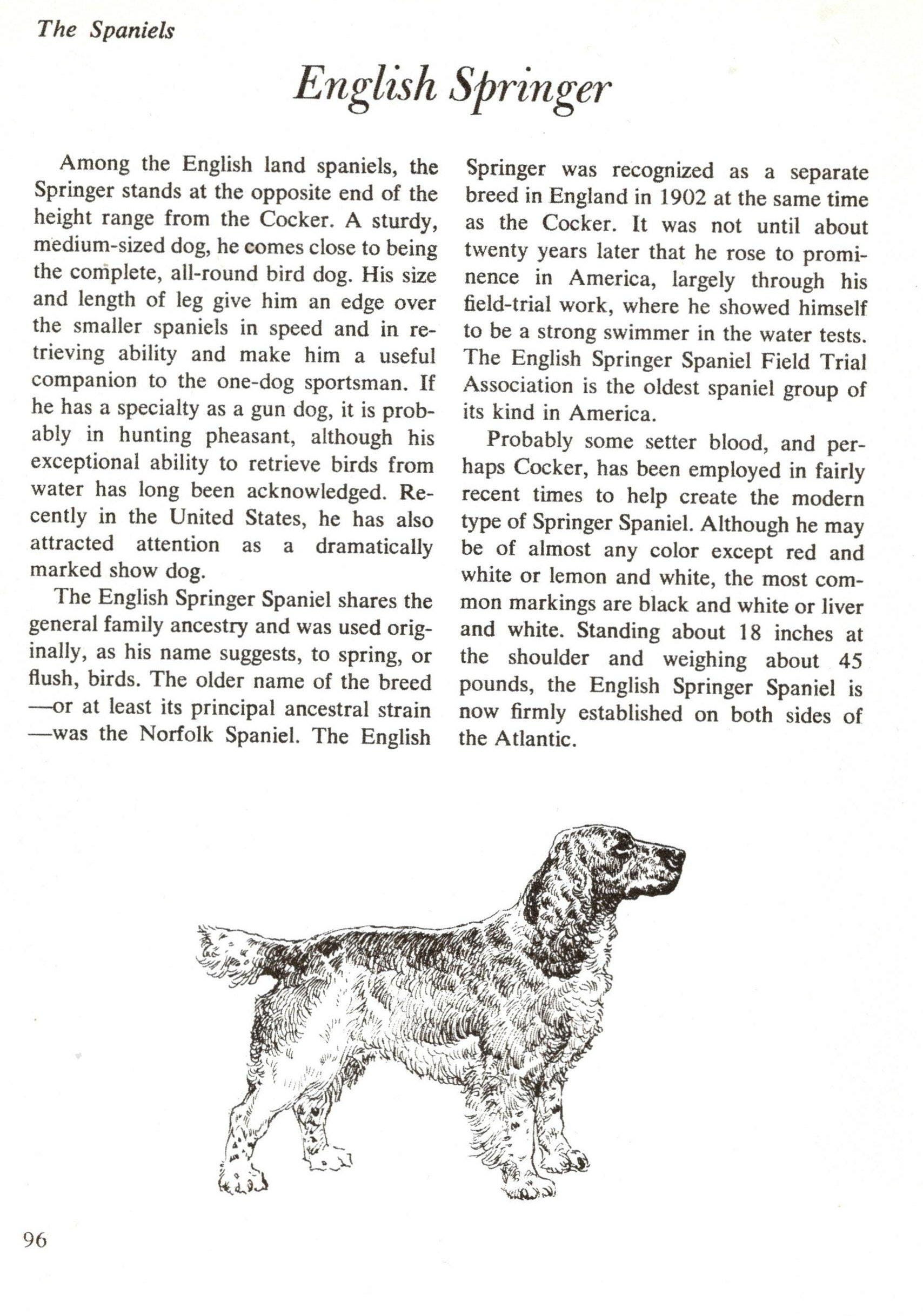 English Springer Spaniel Dog Art Print - CUSTOM MATTED - 1950 Vintage ...