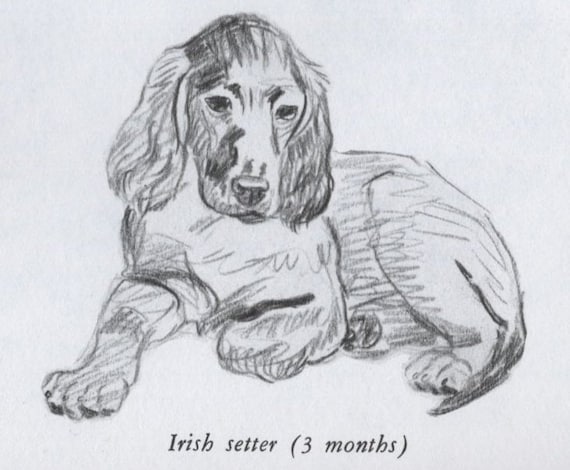 1958 Vintage Irish Setter Pup Dog Art Print by Gladys Cook