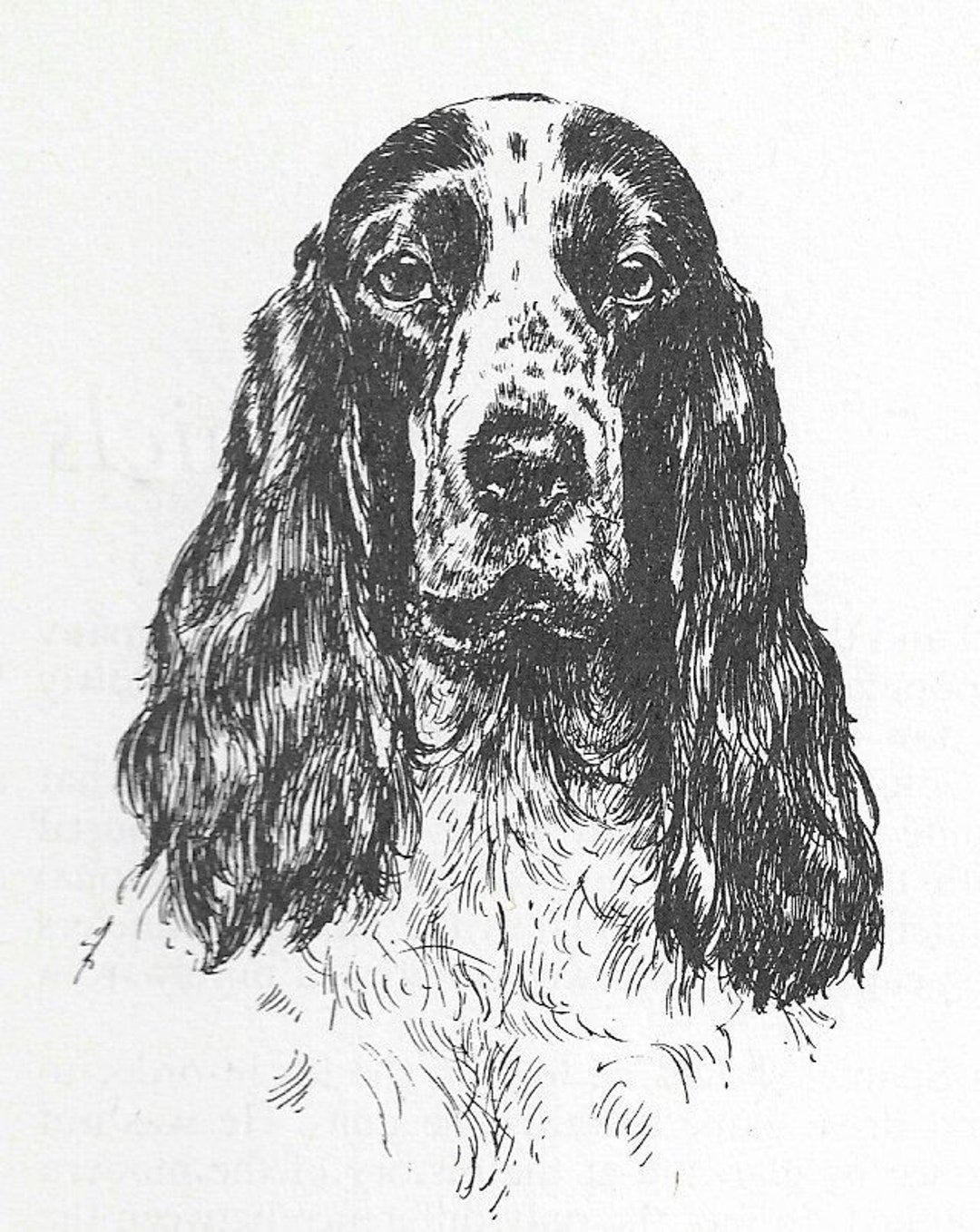1963 Vintage Cocker Spaniel #1 Dog Art Print by Bridget Olerenshaw ...