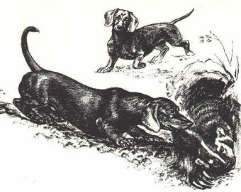 Dachshund Print - 8&quot; x 10&quot; CUSTOM MATTED - 1964 Antique Dog Print by Raymond Pease - Gallery Gift for Collectors, Birthday, Dog Lovers