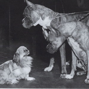 ペキニーズ書籍4冊セット 本 洋書 写真 pekingese PEKINGESE ペキニーズ書籍4冊セット 本 洋書 写真 pekingese PEKINGESE