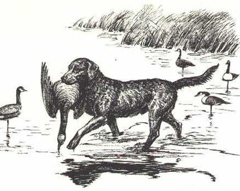 Chesapeake Bay Retriever - 8&quot; x 10&quot; CUSTOM MATTED - 1964 Antique Dog Print Raymond Pease - Gallery Gift for Collectors, Birthday, Dog Lovers