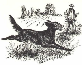 Irish Setter - Antique Matted Dog Print - 1964 Raymond Pease