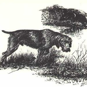 May include: A black and white illustration of a dog in a field, likely a hunting breed, with a detailed depiction of fur and posture. The dog is focused on something in the grass. A crescent moon is visible in the background.