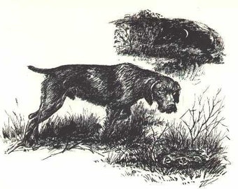 German Wirehaired Pointer 8&quot; x 10&quot; CUSTOM MATTED - 1964 Antique Dog Print Raymond Pease - Gallery Gift for Collectors, Birthday, Dog Lovers