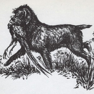 Wirehaired Pointing Griffon Print - Custom Matted - 1964 Vintage Art Illustration by Raymond Pease - Gallery Gift for Collectors, Dog Lovers