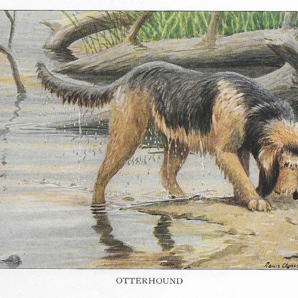 Vintage Otterhound - Dog Art Print - 1927 Matted Gift