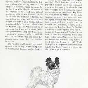 May include: An illustration of a Papillon dog, a small breed with distinctive butterfly-like ears. The dog is depicted in a standing pose, with a long, silky coat and a plumed tail. The image is from a book about companion dogs.