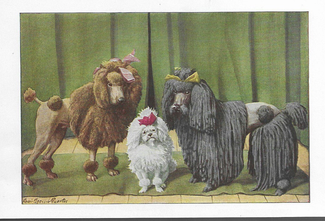 Vintage Curly / Toy / Corded Poodle - Dog Art Print - 1927 Matted