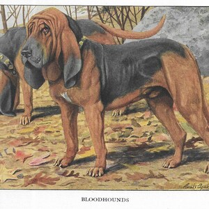 Vintage Bloodhound - CUSTOM MATTED - 1927 Dog Art Print Gift