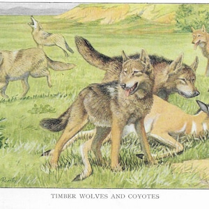 Vintage Timber Wolves | Coyotes - CUSTOM MATTED - 1927 Dog Art Print Gift