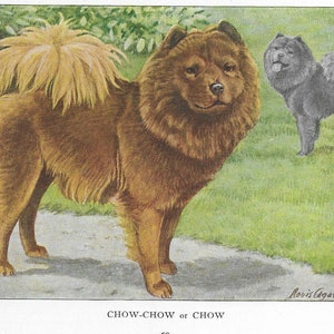 Vintage Chow Chow - Dog Art Print - 1927 Matted Gift