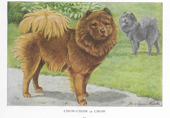Vintage Chow Chow Dog Art Print 1927 Matted Gift