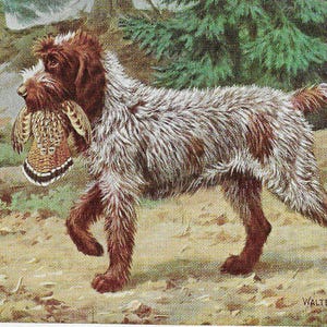 Vintage Wirehaired Pointing Griffon Art Print - 1958 Color - Custom Matted 8" x 10" Collectible, Dog Lover, Gallery Gift, Birthday