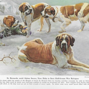 Saint Bernard Rescuing Print - CUSTOM MATTED - 1941 Vintage Color Art Illustration - Gallery Gift for Collectors, Birthday, Dog Lovers