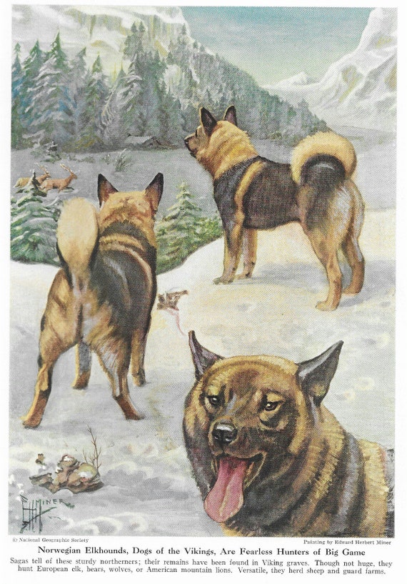 Norwegian Elkhound Print CUSTOM MATTED 1941 Vintage Color Art