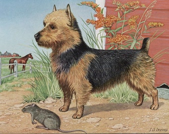 May include: A detailed illustration of a dog with tan and black fur, standing on a dirt path. A gray rat is in the foreground. In the background are a red barn, a white fence, and a brown horse. The artist's signature, J.G. Irving, is in the lower right corner.