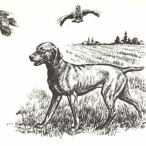 Vizsla - 8&quot; x 10&quot; CUSTOM MATTED - 1964 Antique Dog Print by Raymond Pease - Gallery Gift for Collectors, Birthday, Dog Lovers