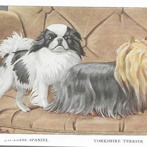 Vintage Yorkshire Terrier and Japanese Spaniel - Dog Art Print - 1927 Matted Gift