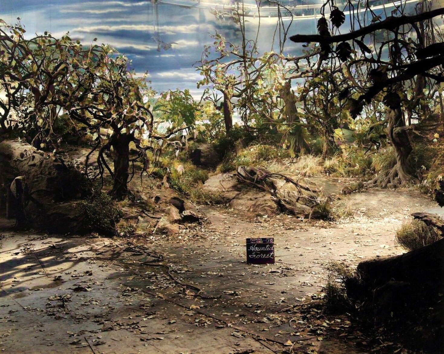 Wizards of oz forest trees