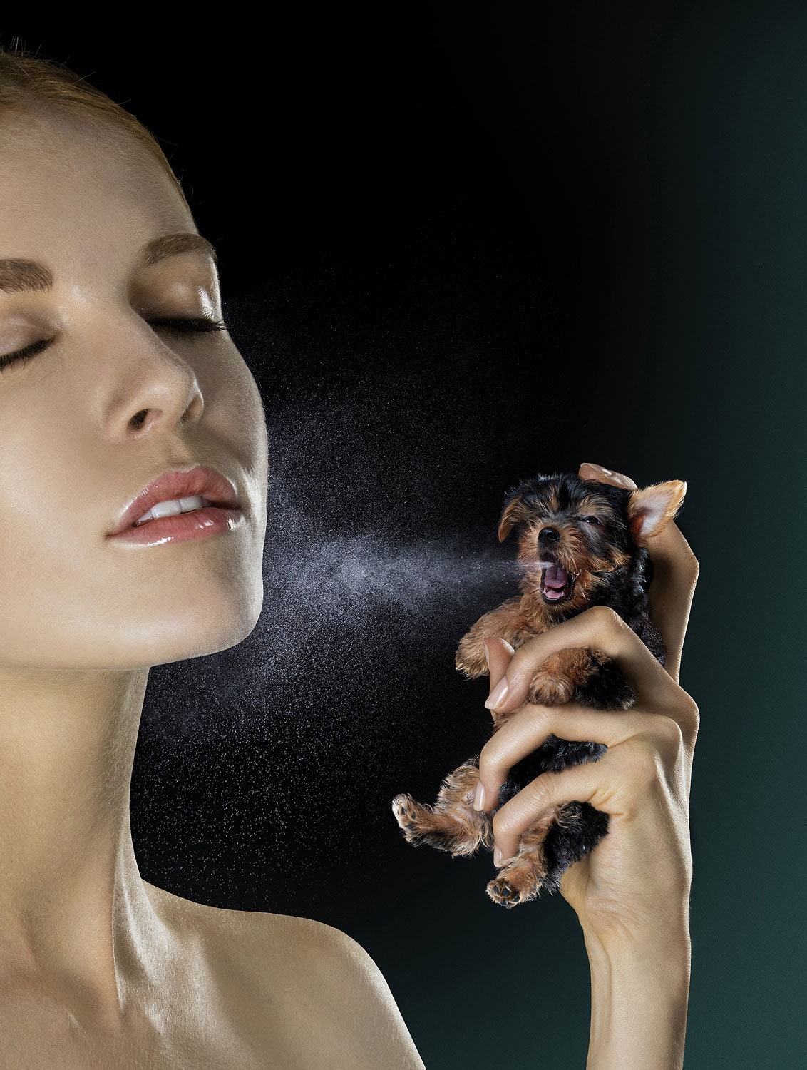 Yorkie Puppy Perfume 11 X 14 Photo Print Etsy