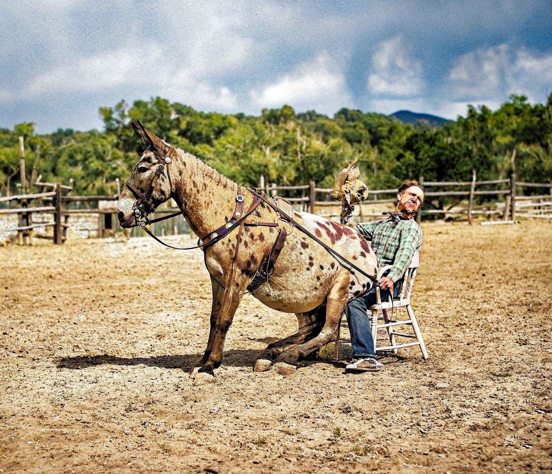 1940 Clown Rider With His Trick Mule at Rodeo. Quemado New Mexico 11 X