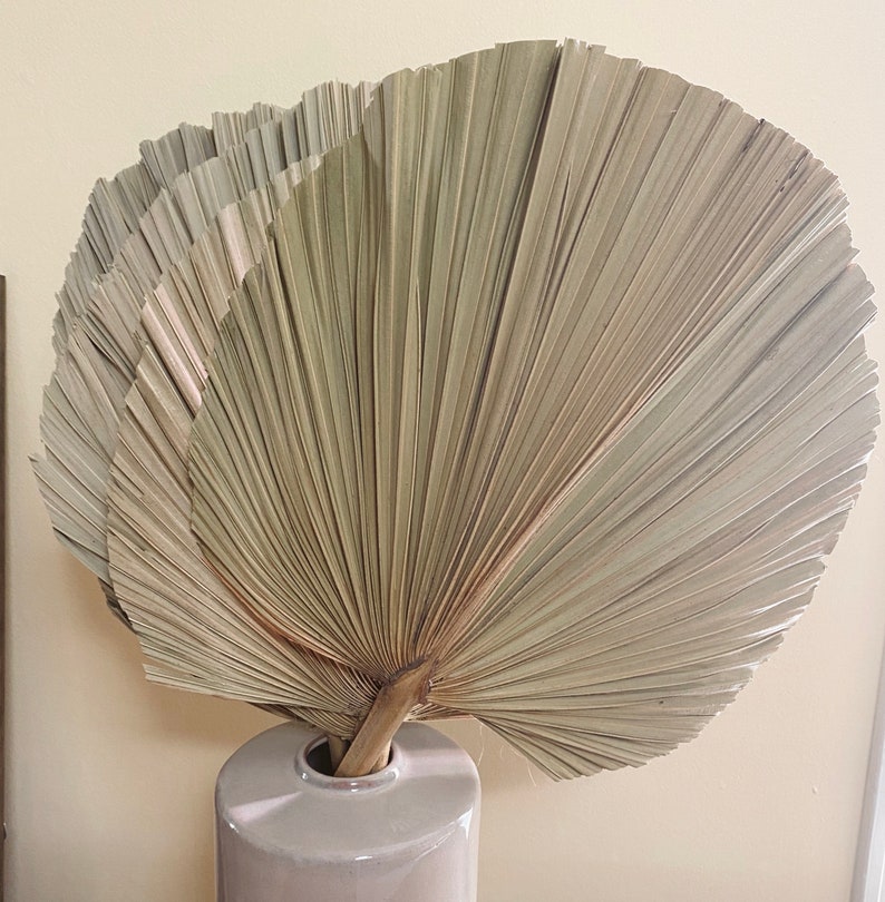 3 Dried Round Fan Palm Leaves Large / Palm Leaves / Dried Etsy
